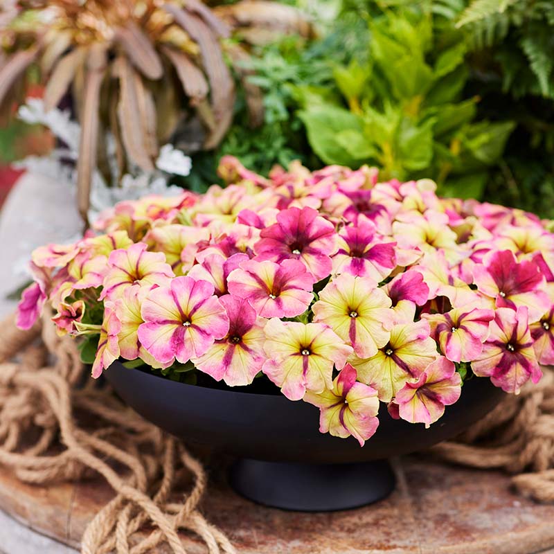 Petunia Shake Raspberry F1 Seed – Harris Seeds