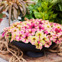 Petunia Shake Raspberry F1 Seed