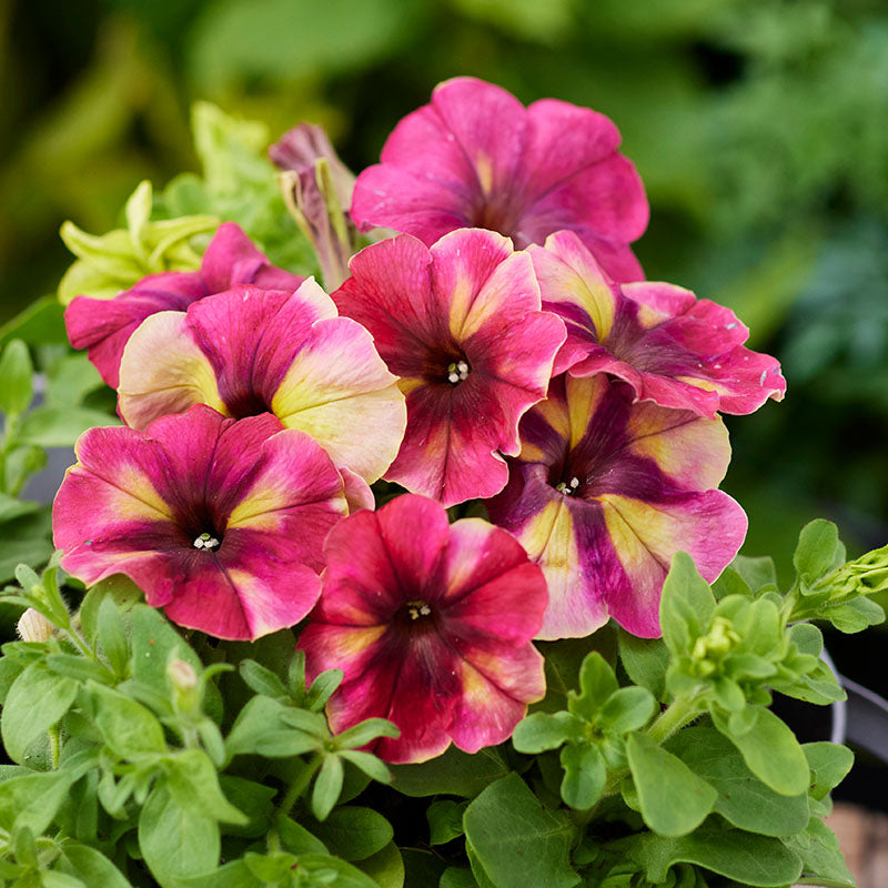 Petunia Shake Raspberry F1 Seed