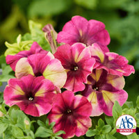 Petunia Shake Raspberry F1 Seed