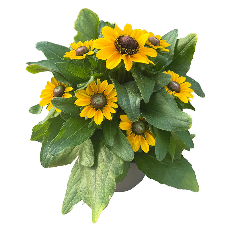 Rudbeckia Tablemate Gold Seed