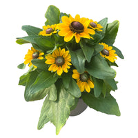 Rudbeckia Tablemate Gold Seed