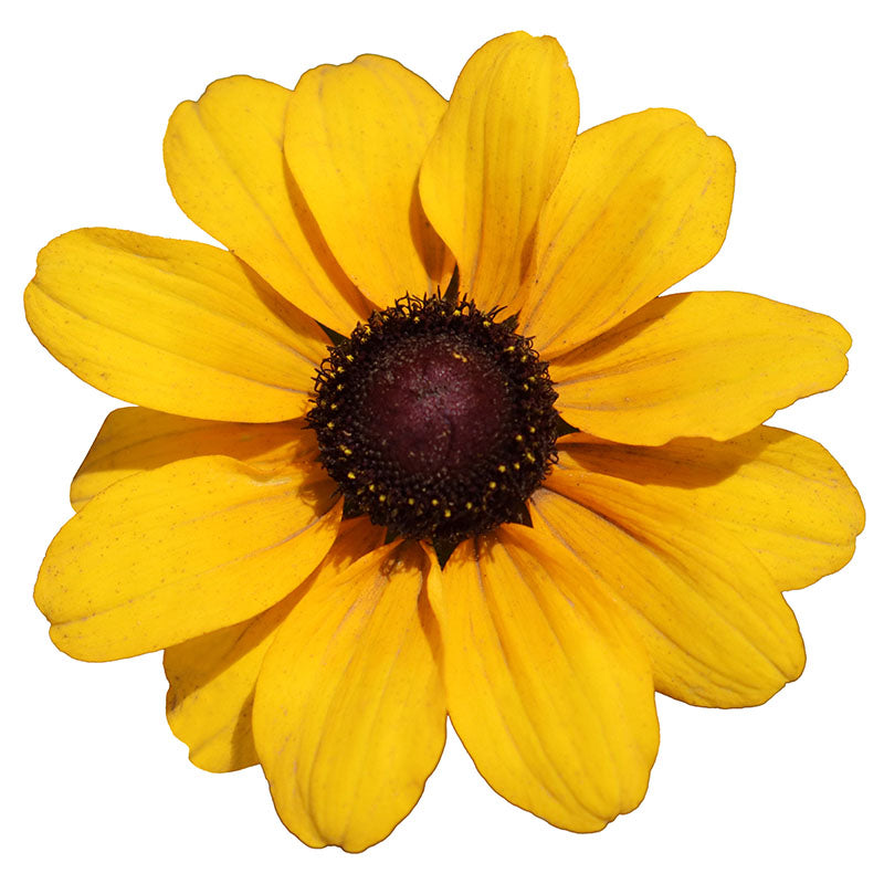 Rudbeckia Tablemate Gold Seed