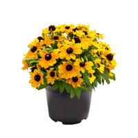 Rudbeckia Tablemate Gold Seed