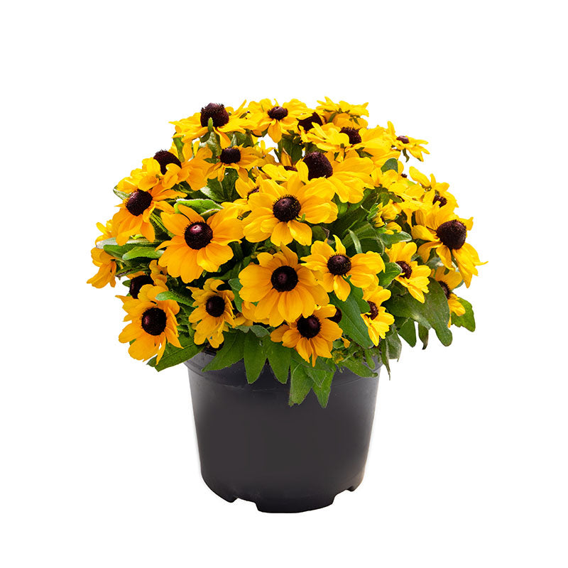 can you plant rudbeckia in pots Rudbeckia Tablemate Gold Seed – Harris Seeds