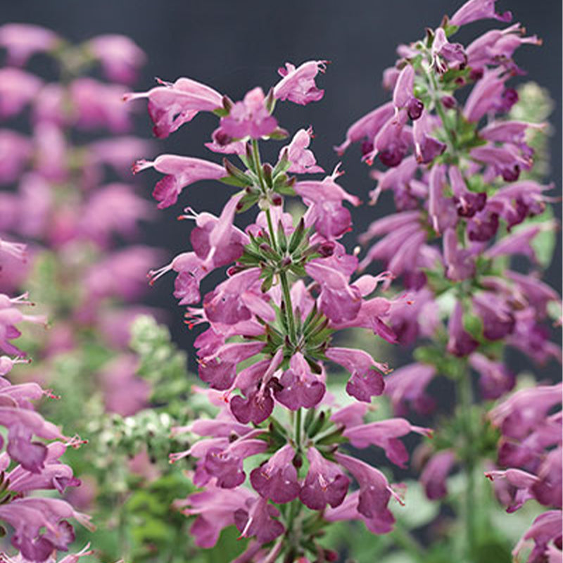 Salvia Summer Jewel Lavender Seed