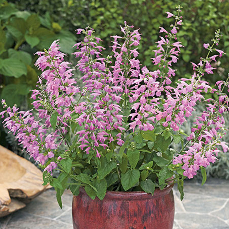 Salvia Summer Jewel Lavender Seed
