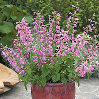 Salvia Summer Jewel Lavender Seed