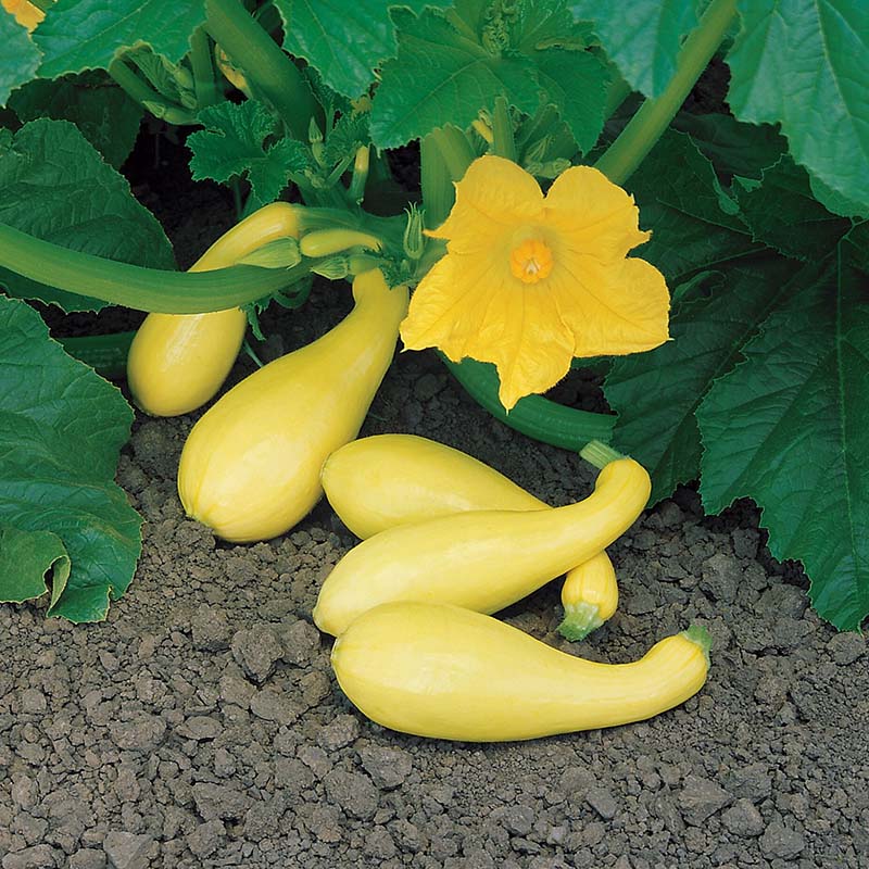 Squash Gentry F1 Raw Untreated - 5,000 seeds