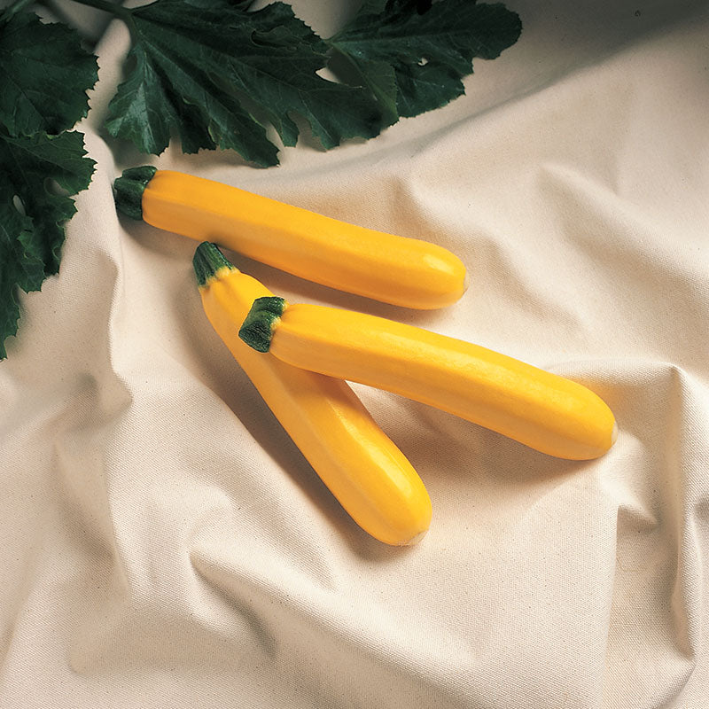 Squash Golden Delight F1 Raw Untreated - 55,000 seeds