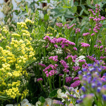 Statice Hipster Mix Seed