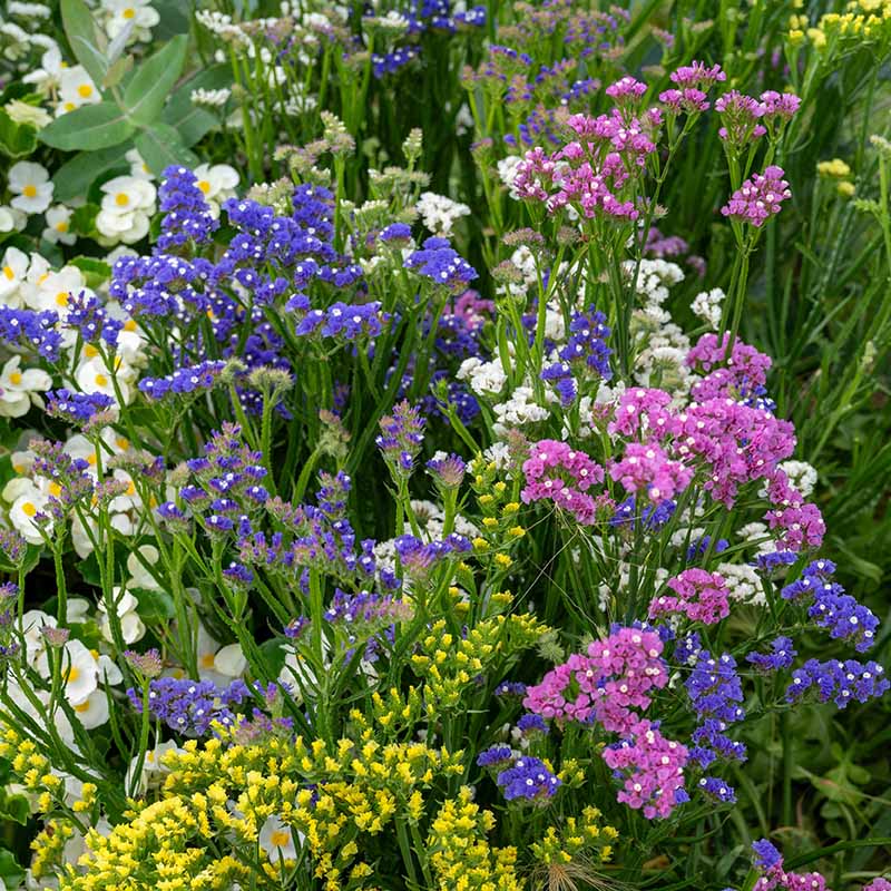 Statice Hipster Mix Seed