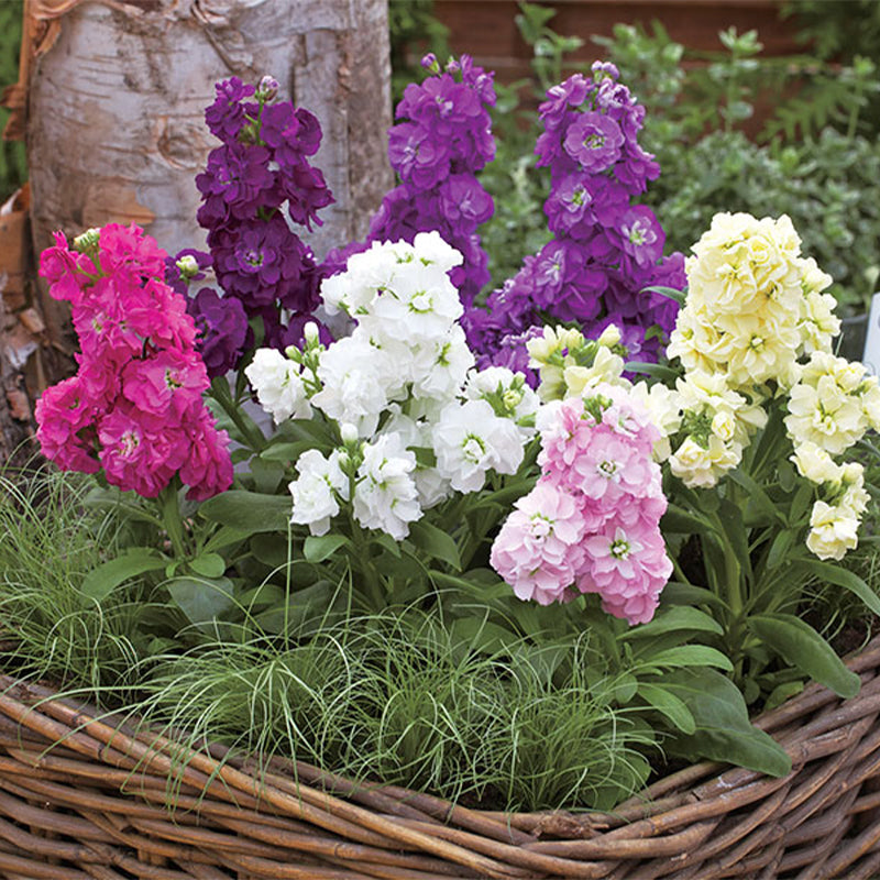 Stock Harmony Mix Seed