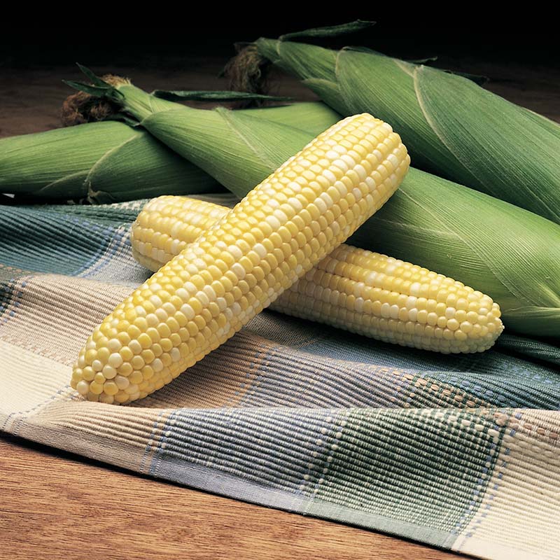 Sweet Corn Alto F1 Raw Untreated - 100,000 seeds