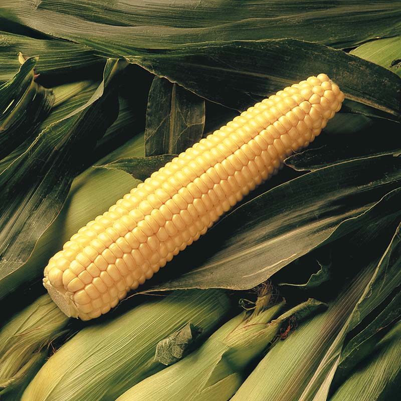 Sweet Corn Early Sunglow F1 Standard Cruiser - 100,000 seeds