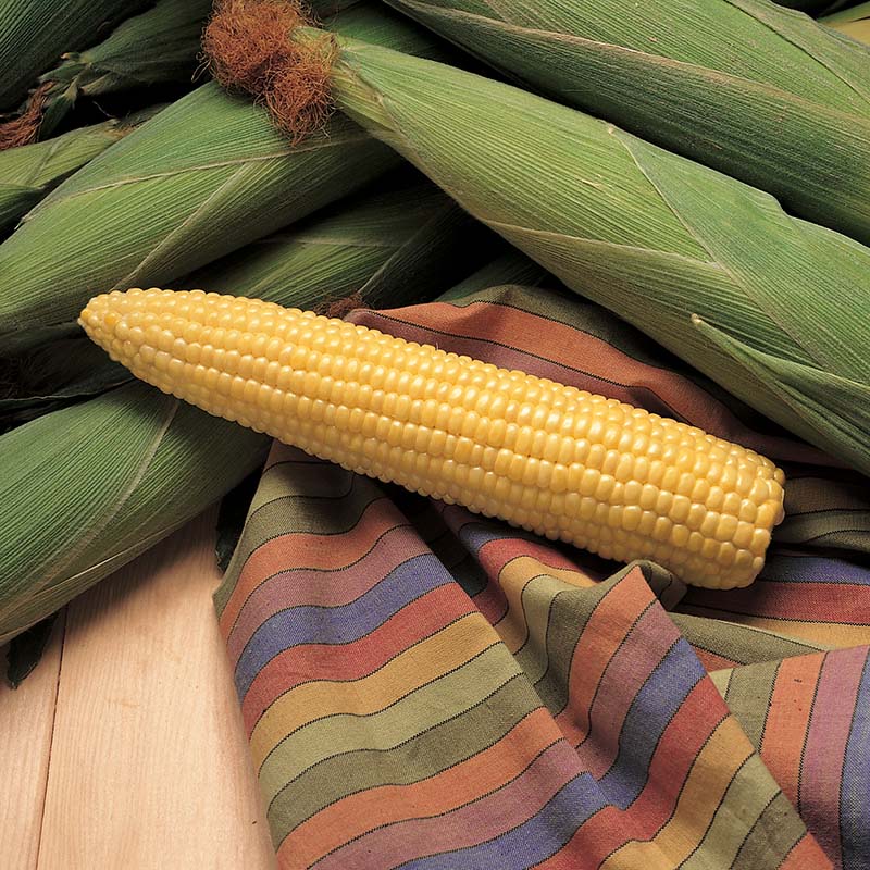 Sweet Corn Honey Select F1 Standard Cruiser - 100,000 seeds