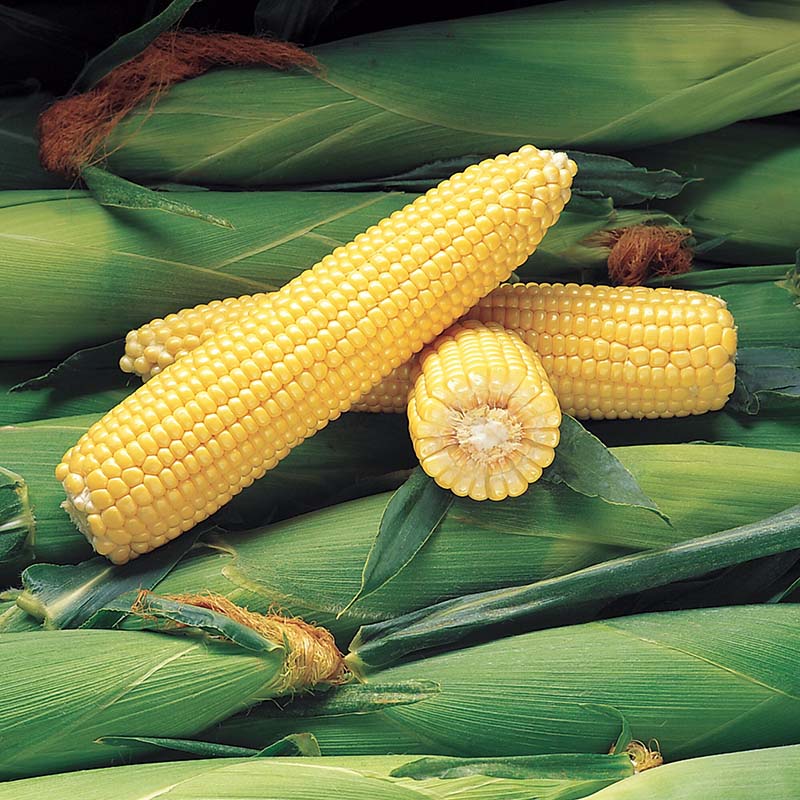 Sweet Corn Jubilee F1 Raw Untreated - 100,000 seeds