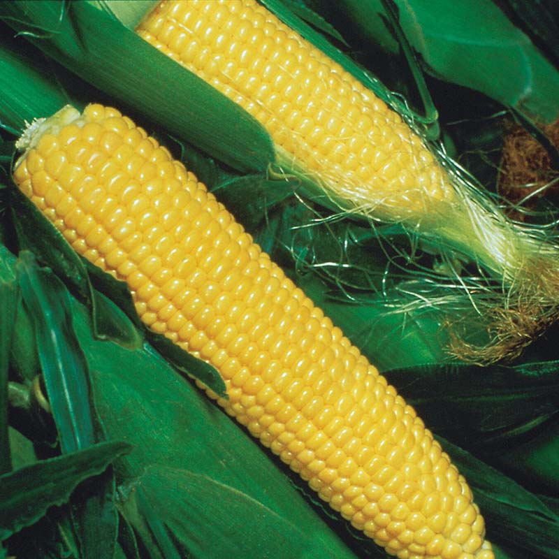 Sweet Corn Jubilee F1 Raw Untreated - 100,000 seeds
