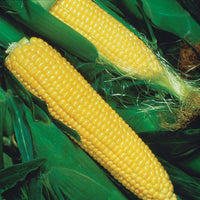 Sweet Corn Jubilee F1 Raw Untreated - 100,000 seeds