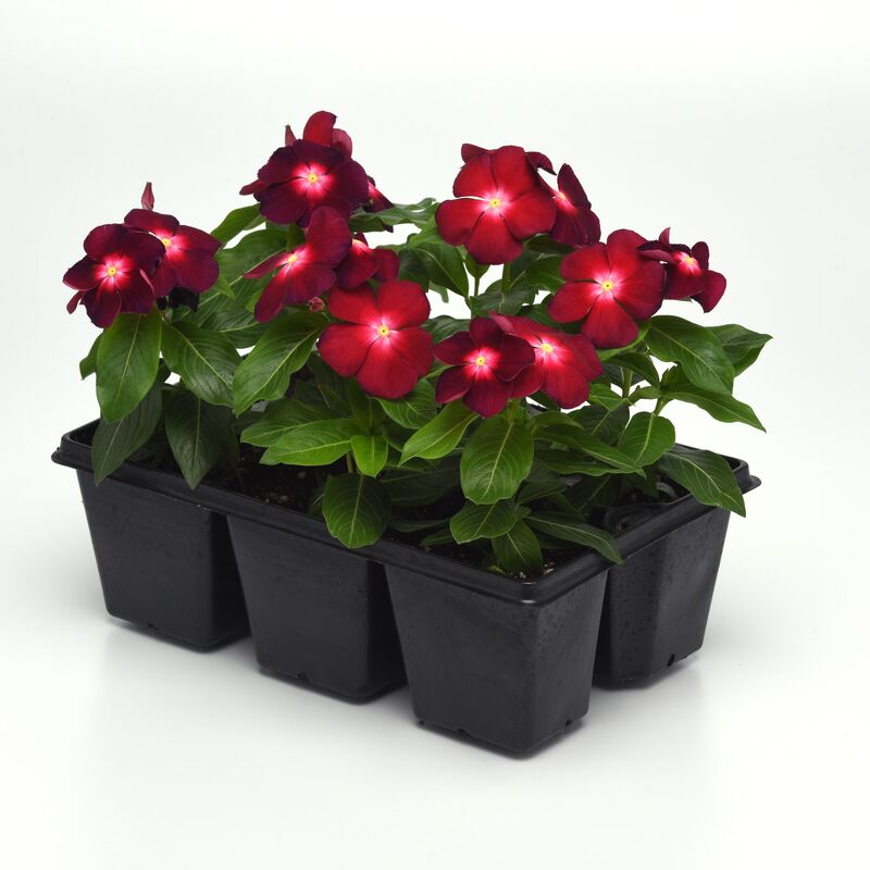 Vinca Tattoo Boysenberry Seed