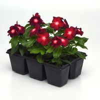 Vinca Tattoo Boysenberry Seed