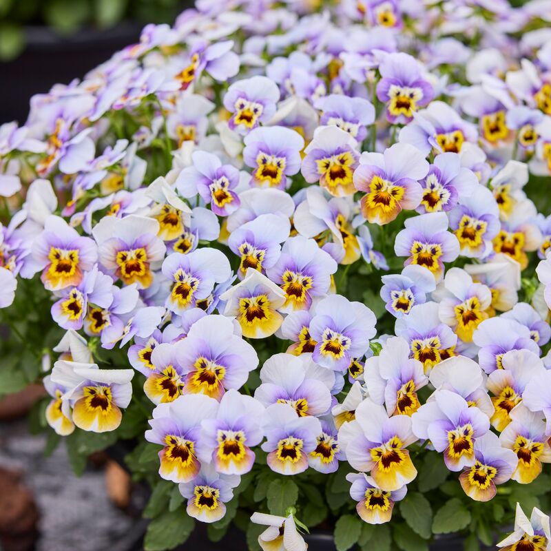 Viola Corina Honeyfrost F1 Seed