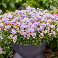 Viola Corina Honeyfrost F1 Seed