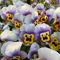 Viola Corina Honeyfrost F1 Seed