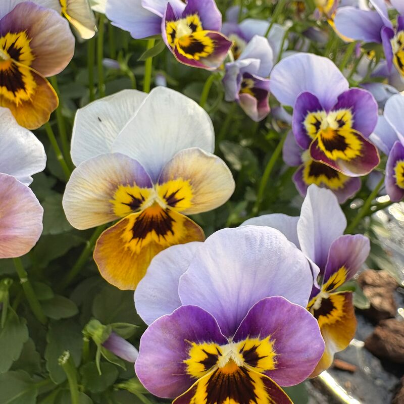 Viola Corina Honeyfrost F1 Seed