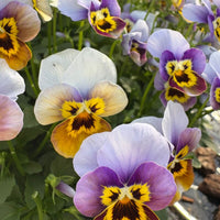 Viola Corina Honeyfrost F1 Seed
