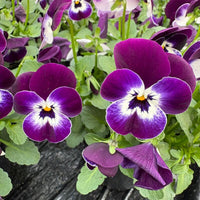 Viola Corina Penguin F1 Seed