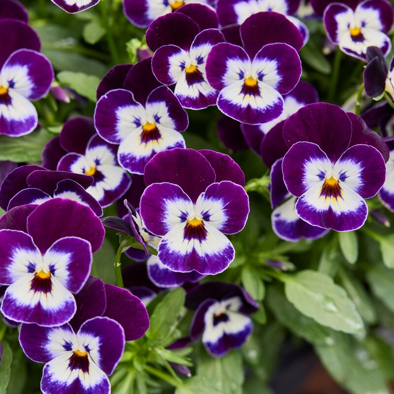 Viola Corina Penguin F1 Seed