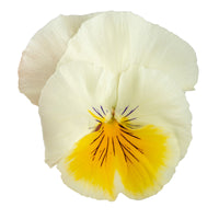 Viola Highflyer Lemon Splash F1 Seed