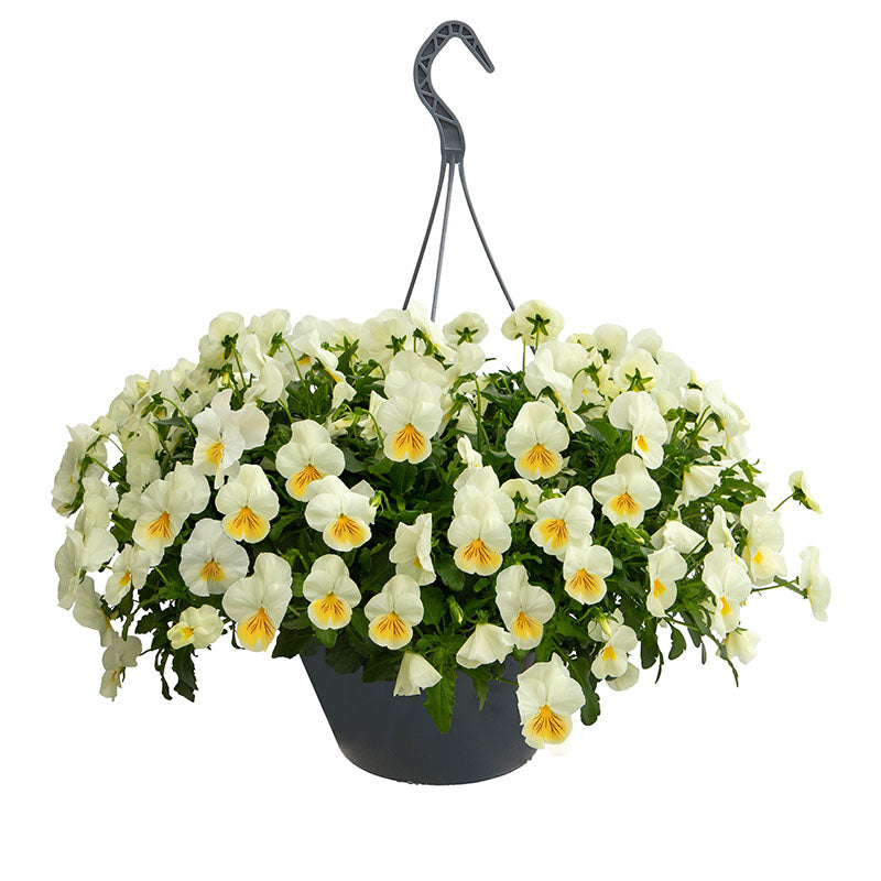 Viola Highflyer Lemon Splash F1 Seed