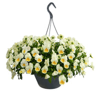 Viola Highflyer Lemon Splash F1 Seed