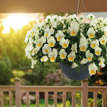 Viola Highflyer Lemon Splash F1 Seed