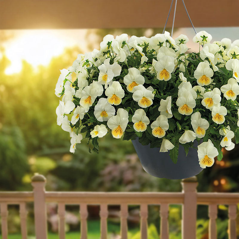 Viola Highflyer Lemon Splash F1 Seed