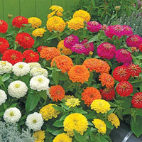 Zinnia Preciosa Premium Mix F1 Seed