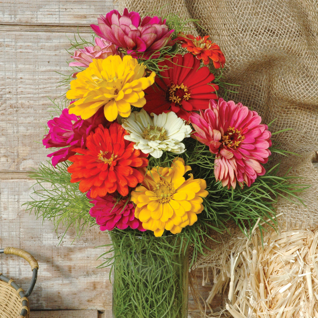 Zinnia State Fair Mix Seed