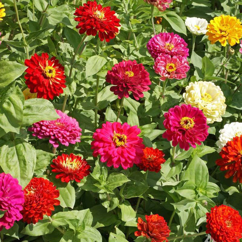 Zinnia State Fair Mix Seed