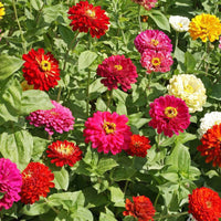 Zinnia State Fair Mix Seed