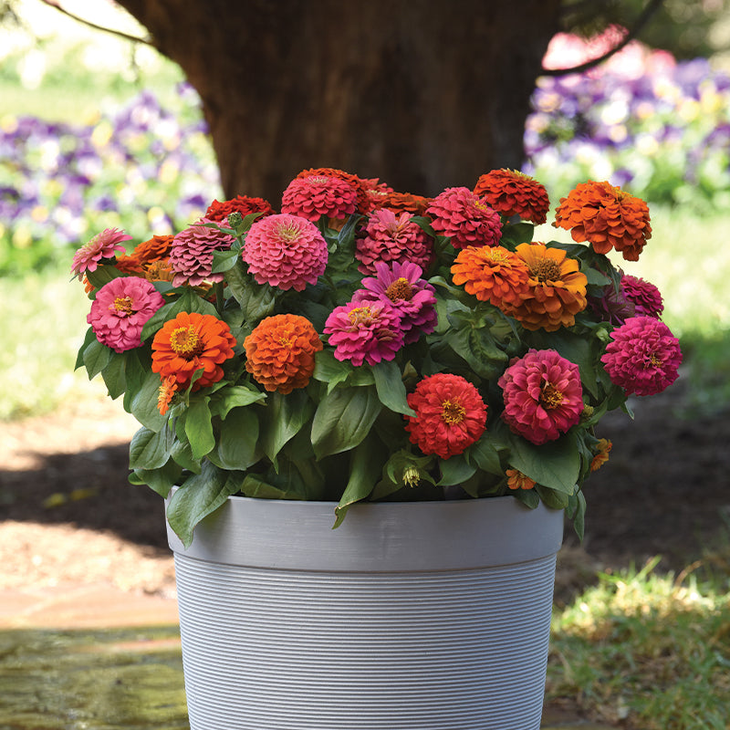 Zinnia Elegant Hot Mix Seed
