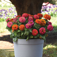 Zinnia Elegant Hot Mix Seed