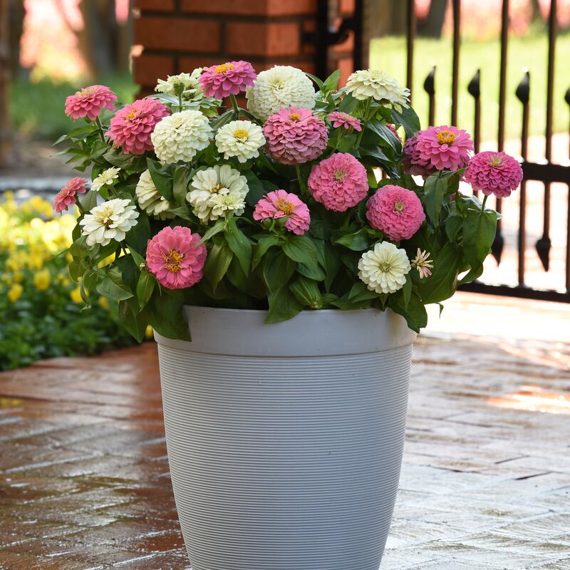 Zinnia Elegant Soft Mix Seed