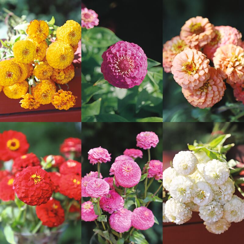 Zinnia Oklahoma Collection Seed