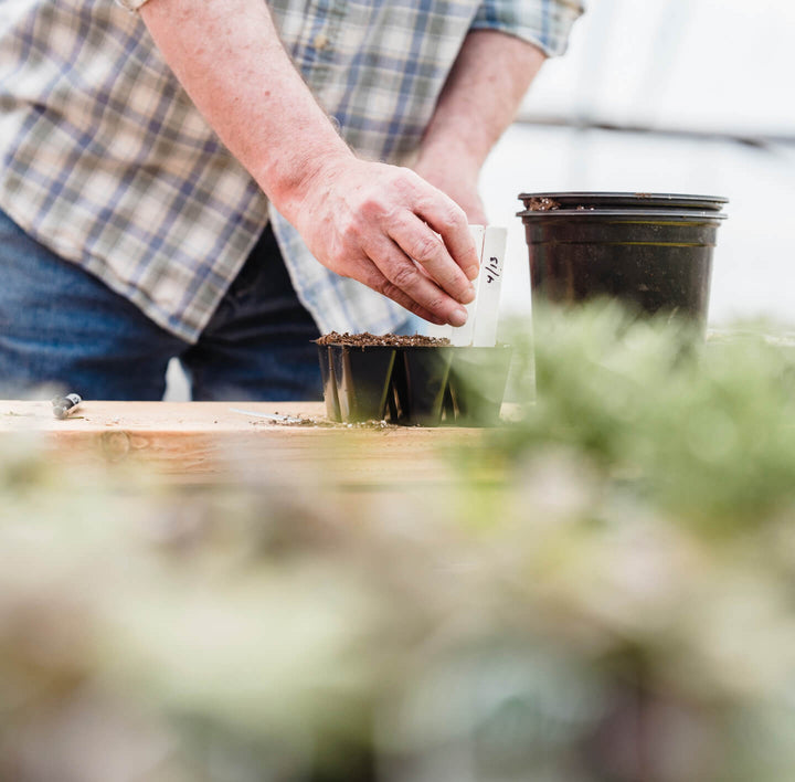 Harris Seeds Vegetable Seeds, Flower Seeds, Plants & Growing Supplies