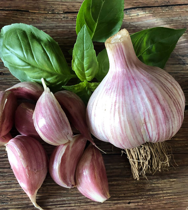 Secure Your Garlic Order Today