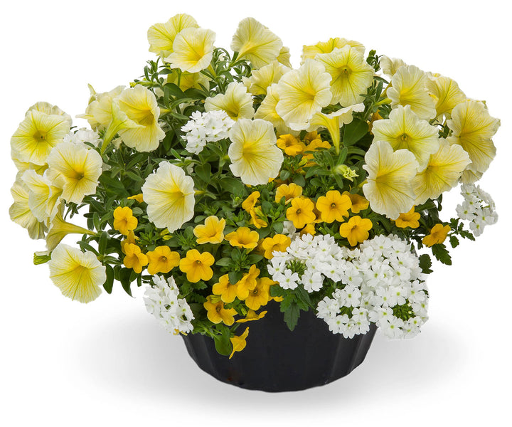 Plugs and Liners Gro Sell Harris Seeds