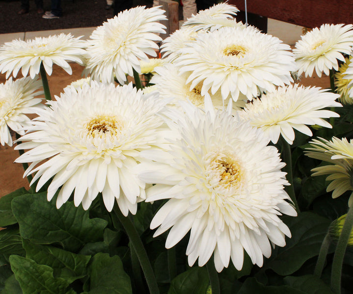 Plugs and Liners Gro Sell Harris Seeds