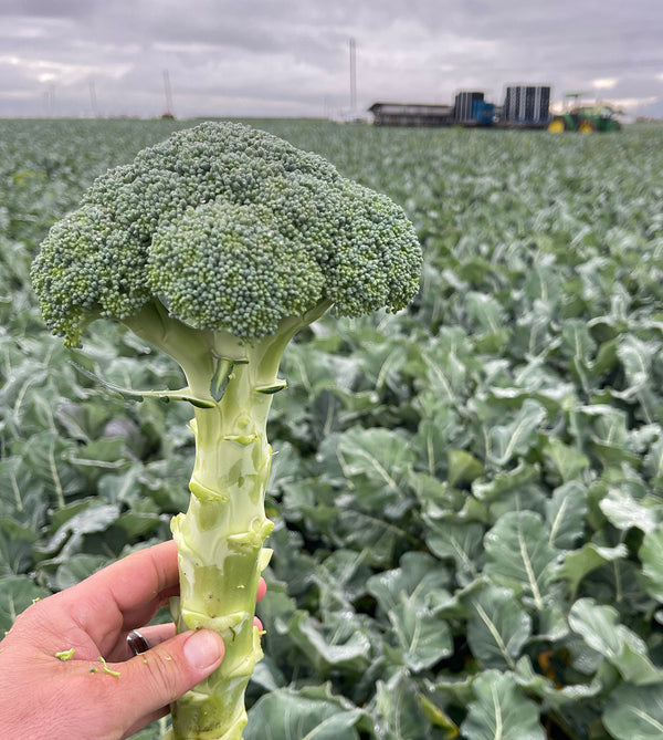 Grow Better Brassicas